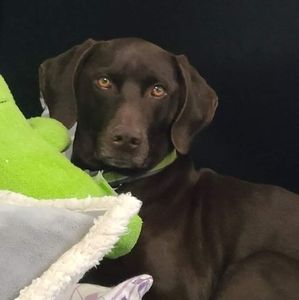 Meet your Posher, Robin